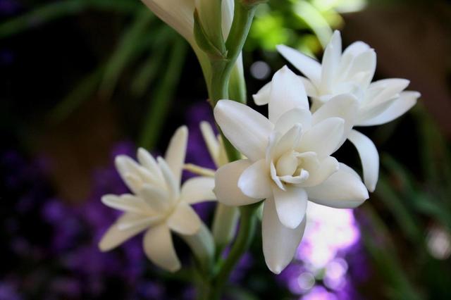 夜来香几月开花