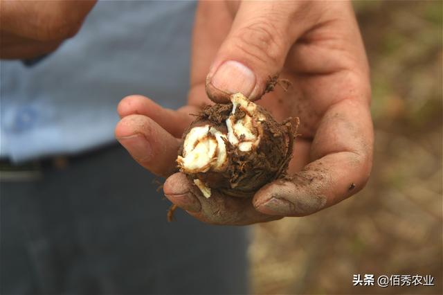 农历5月雨水增多，中药材白术死棵严重，3招技巧教你快速止损3