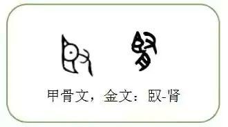 五脏属五行——臆测之玄学，严谨之科学？