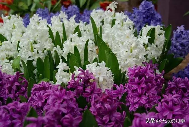 风信子水培方法