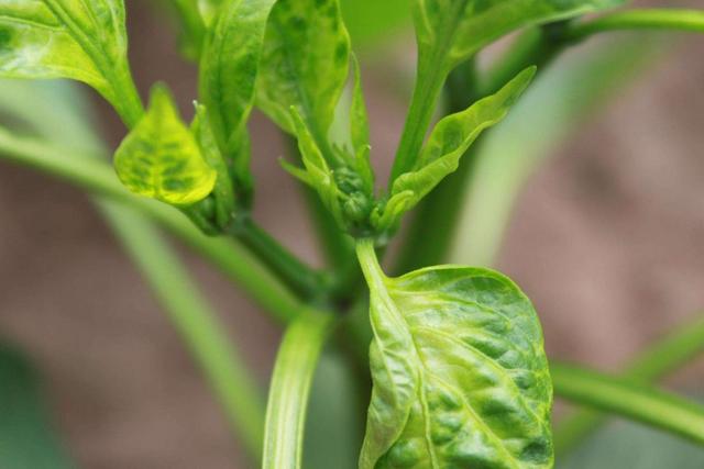 大棚蔬菜种植，秋季进入粉虱高发期，了解粉虱特性综合防治效果好3