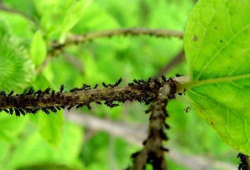 解决桃树蚜虫问题，掌握以下几点药到虫除