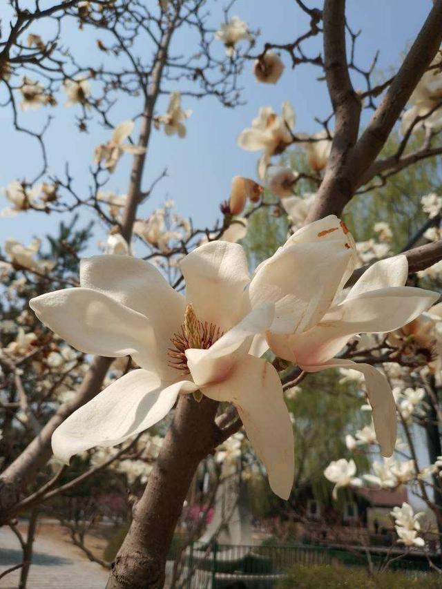 花的品种 花的品种（花的品种大全名字） 生活