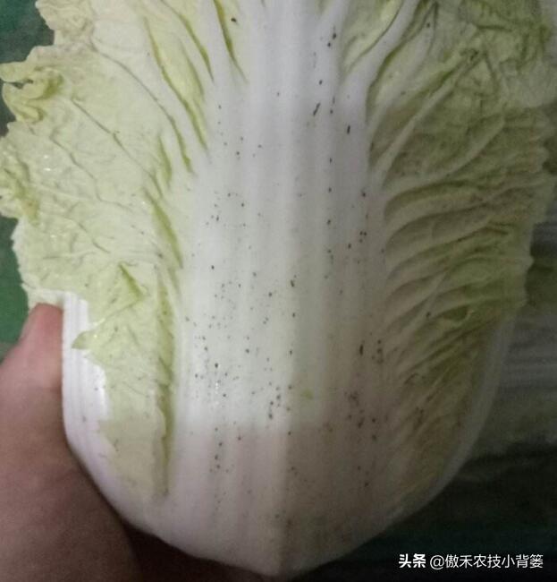 大白菜上的小黑点是啥东西？人能吃吗？啥原因造成的？怎么防治？4