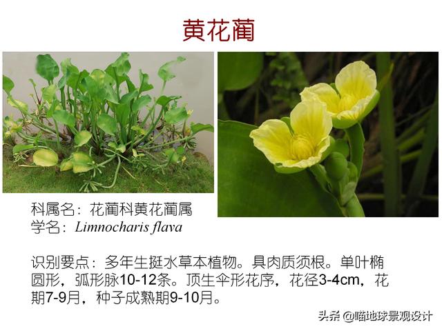 常见水生植物 常见水生植物（珠江口常见水生植物） 生活