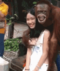 邪恶美女的动态图片：猩猩都喜欢跟美女拍照