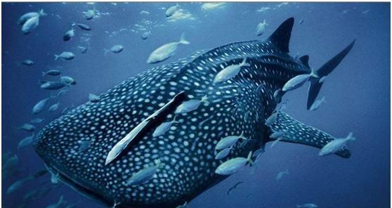 鲨鱼所有种类排行榜(凶猛鲨鱼种类)-锐牛沃德讯息网