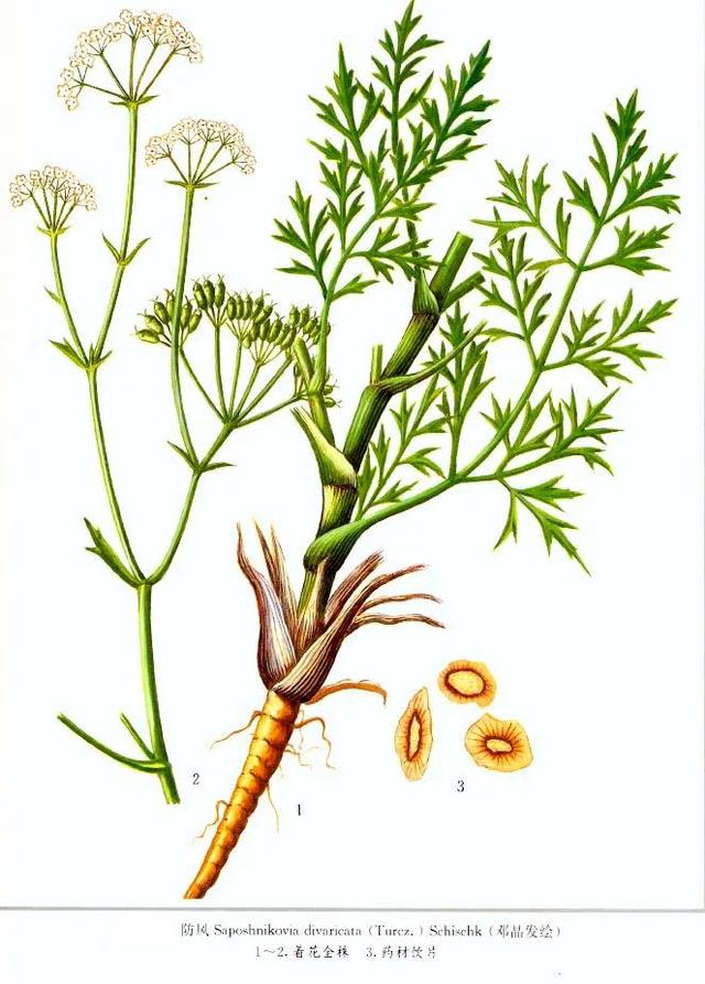 阴阳两虚、气血亏虚、寒热虚实错杂，但虚不受补，常用仲景薯蓣丸