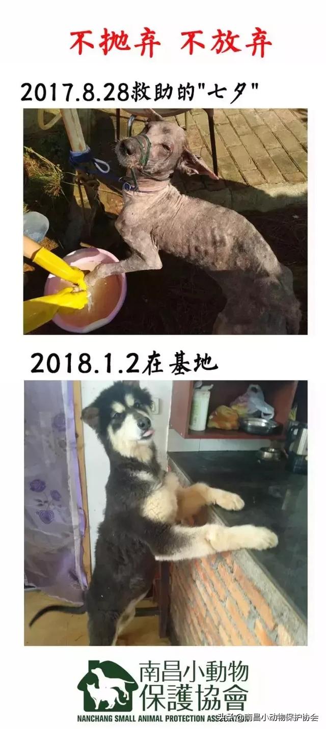 鸡皮肤是不是用硫磺皂