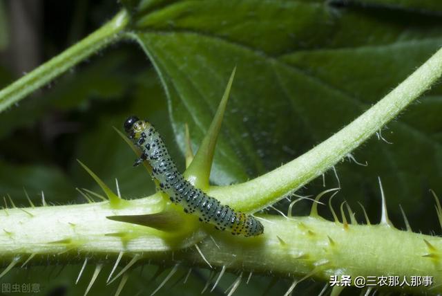 除虫菊酯