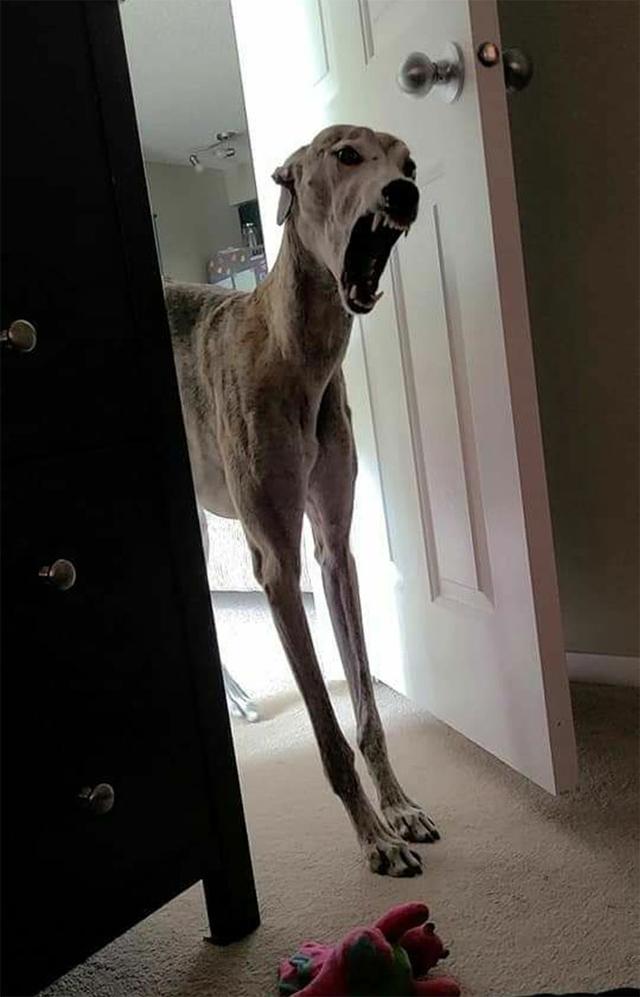 宠物照片 宠物照片