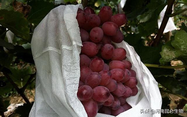 果树葡萄什么时候打膨大素？用什么肥料产量高？膨大素哪种好？