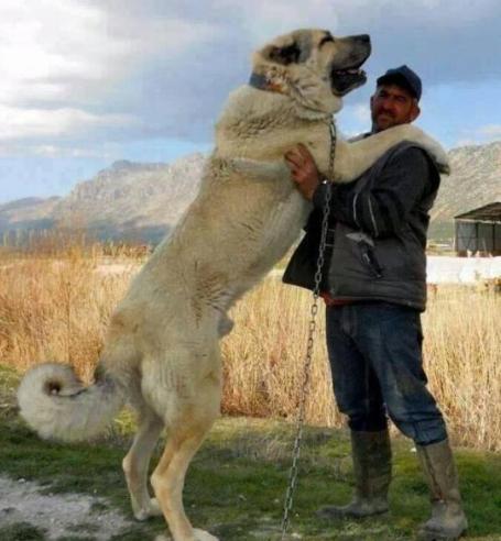 高加索犬对决图片