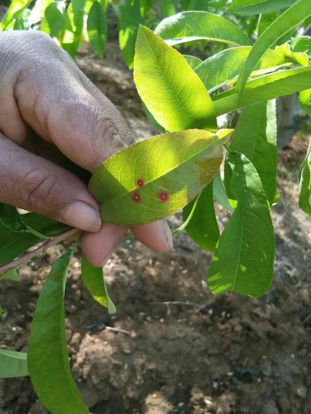 防治桃树细菌性穿孔病常用药剂介绍5