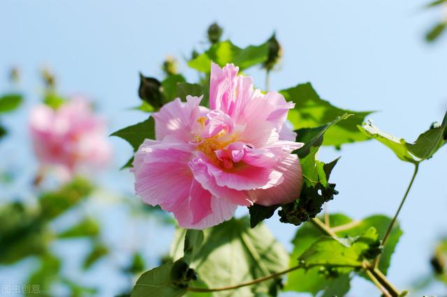 秋天有什么花开 秋天有什么花开  秋天有什么花开放名字 生活