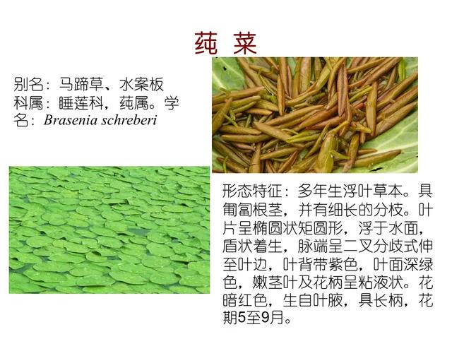 水生植物种类 水生植物种类（水生植物100种） 生活