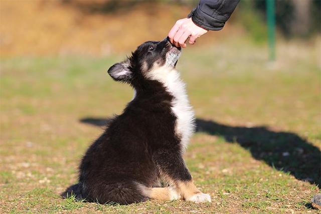 训犬教程