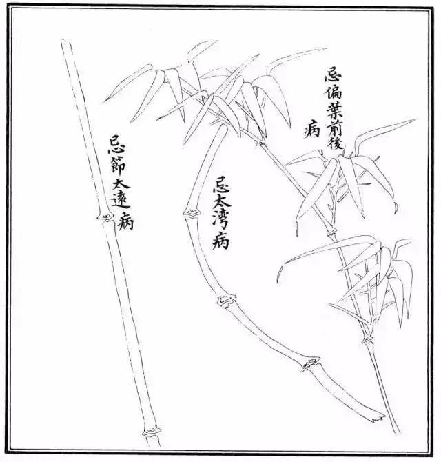 竹子怎么画 竹子怎么画