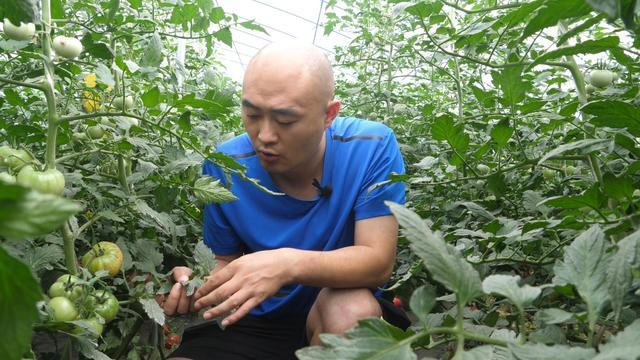 大蒜死苗烂根不好治？种植能手都在用这个方法，早学早用6