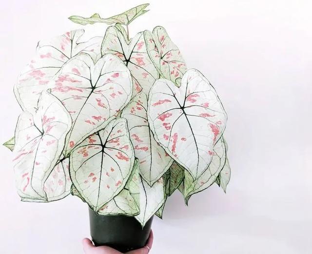 花叶芋 花叶芋（花叶玉簪） 生活