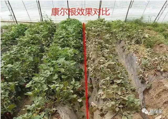 土传病害根部病害都有哪些，怎么做才能最好防治呢？12