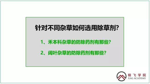 麦田杂草识别与除草攻略，其中的草都认识吗，值得收藏6