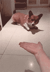 爆笑的动图GIF:在酸臭的恋爱环境中,作为单身贵族的我独自沉沦/