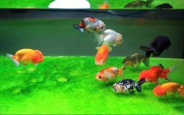 鱼鳞都烂了是咋回事了