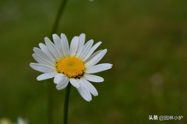 洋甘菊的花语和寓意