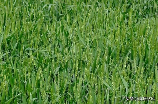 小麦播种期会有病虫害、比如蝼蛄、纹枯病等、该怎样防治？