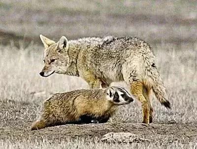 常听说“狼狈为奸”这个词，狈是什么动物，真的存在吗？