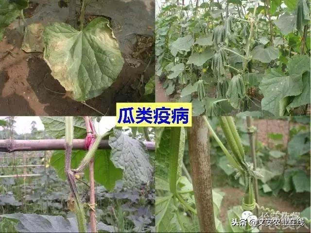 史上最全蔬菜病虫害图谱大全！再也不用请教专家了！18