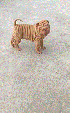 有趣的动态图GIF：谁能告诉我，这是只什么狗？