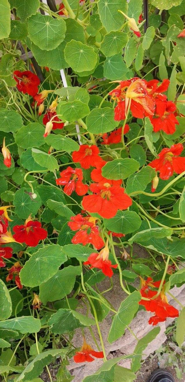 花图片大全