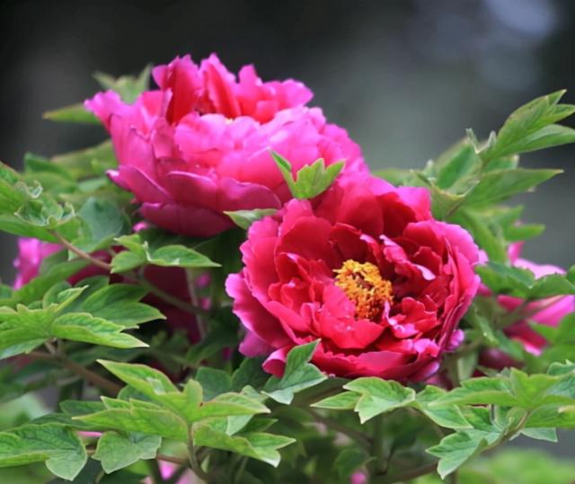 牡丹花怎么栽培