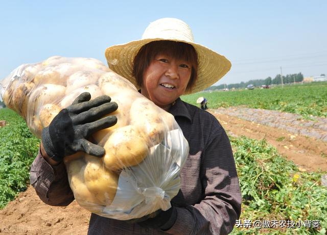 马铃薯真的忌氯不能使用氯化钾？别再盲目多花钱只买硫酸钾了10