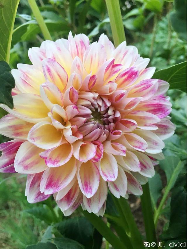 夏天的花 夏天的花（夏天的花怎么画） 生活