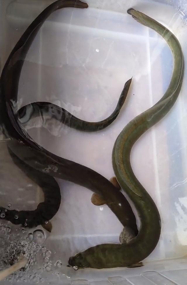 河鳗