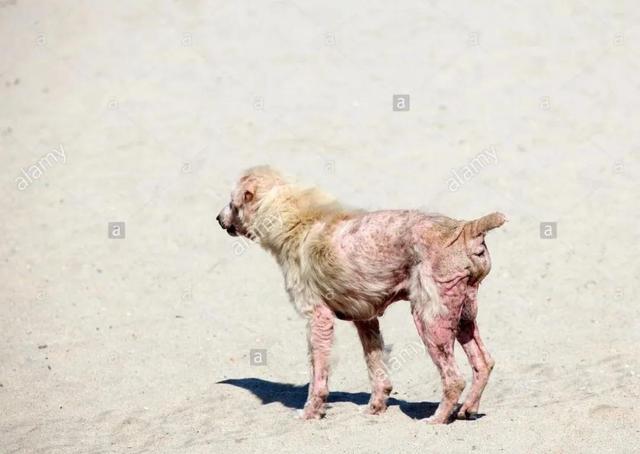 外阴表皮角化不全什么意思