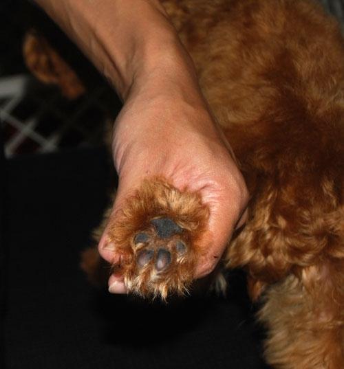 纯种泰迪犬 纯种泰迪犬(纯种泰迪犬毛剪了还会长吗) 创业融资