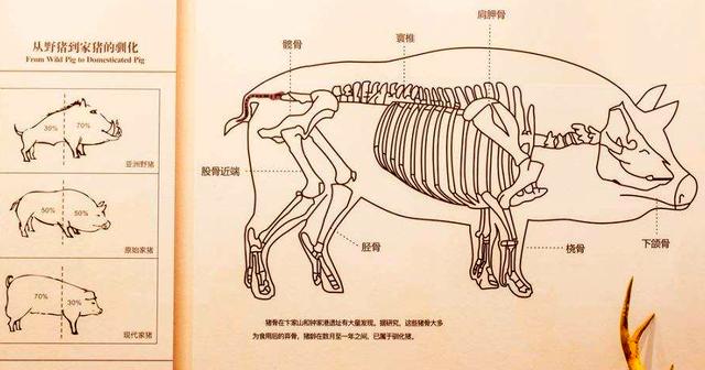 家畜有哪些 家畜有哪些(家禽家畜有哪些) 综合