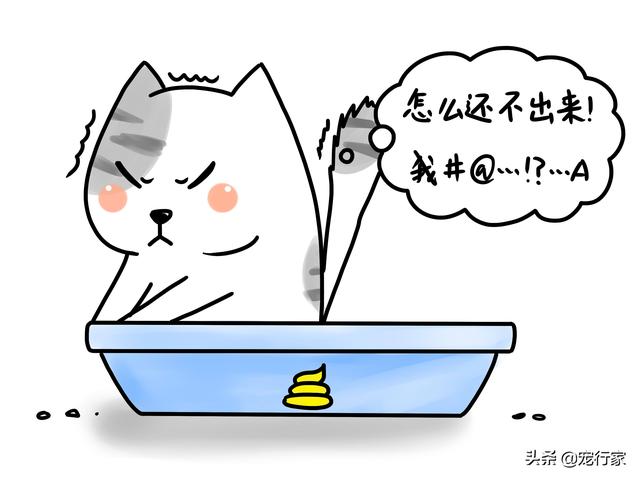 猫砂购买