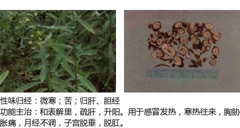 中兽药之辛凉解表药物介绍及用量附解表中兽药的区别