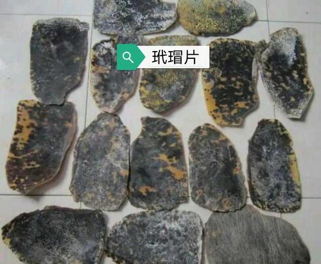 玳瑁的炮制及功效中药里的玳瑁取材于哪里