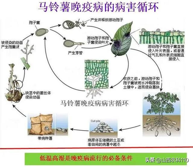 防控结合精准防控马铃薯晚疫病2