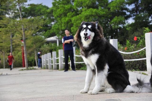 阿拉斯加犬怎么养