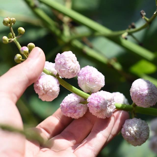 水培植物