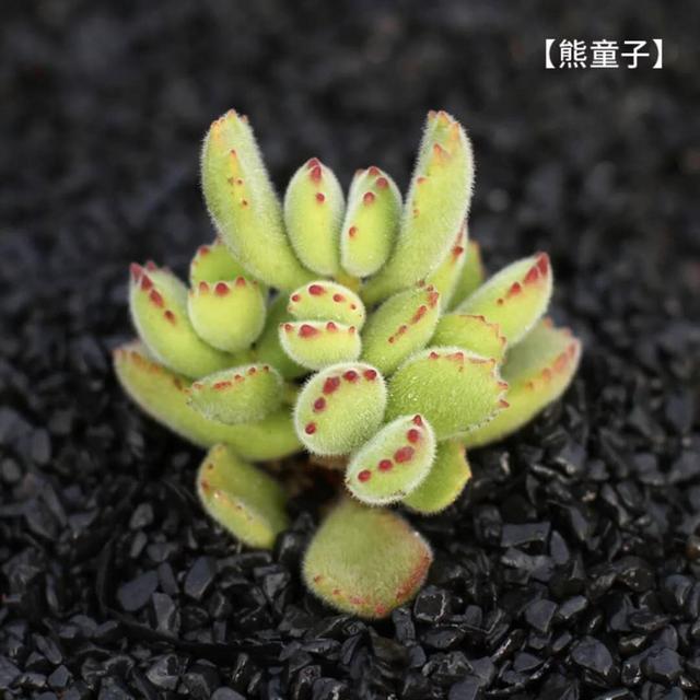 植物语