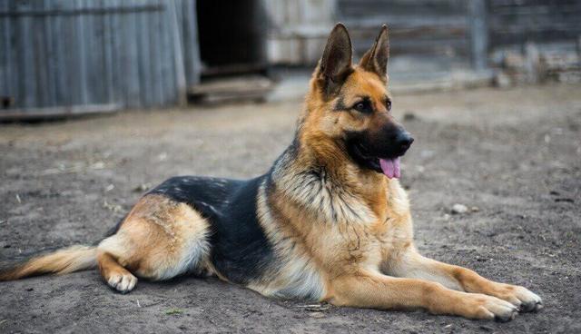 阿尔萨斯牧羊犬 阿尔萨斯牧羊犬（阿尔萨斯牧羊犬爱尔兰） 动物