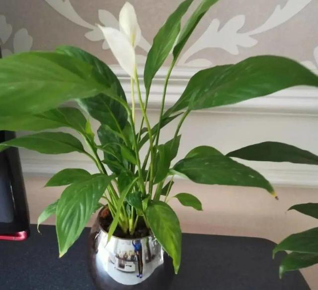 碰碰香有毒吗 碰碰香有毒吗（植物碰碰香有毒吗） 生活